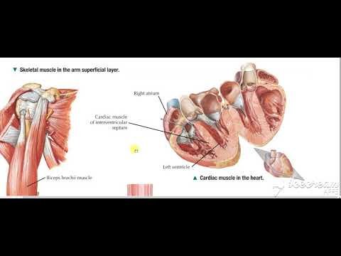 Muscular System